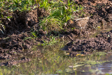 Common snipe (Gallinago gallinago) in  Beeder Bruch near Homburg in Germany