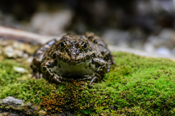 Frosch im Moos