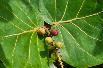 Obraz premium elephant ears and colored fruits