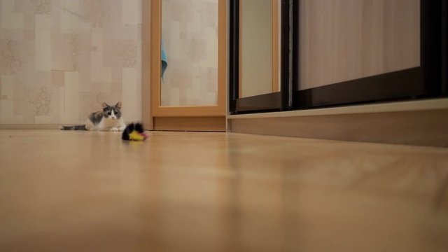 Domestic cat showing hunter instinct jumping to the mouse toy