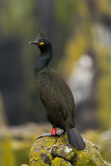 European shag (Phalacrocorax aristotelis) perched on rock at breeding colony with idenetifcation ring on leg, Isle of May, Scotland, United Kingdom