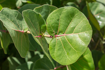 Green leaves of a Sea Grape plant growing on the island of Barbados