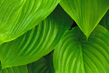 Green spring summer tropicl background. Hosta plant.