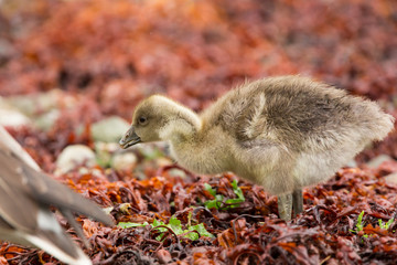 Young Greylag goose chick (Anser anser) close up portrait, Isle of Mull, Scotland, United Kingdom