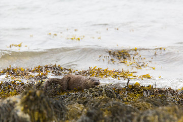 Male Eurasian otter (Lutra lutra), foraging, Isle of Mull, Scotland, United Kingdom