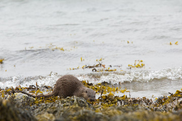 Male Eurasian otter (Lutra lutra), foraging, Isle of Mull, Scotland, United Kingdom