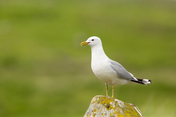 Fototapeta premium Common gull, Larus canus, perched on rock on heather moor, scottish highlands calling and displaying at breeding colony, Scotland, United Kingdom