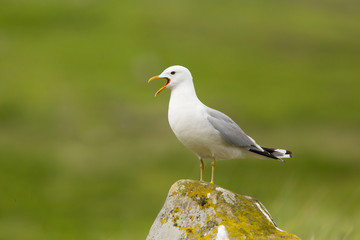 Common gull, Larus canus, perched on rock on heather moor, scottish highlands calling and displaying at breeding colony, Scotland, United Kingdom
