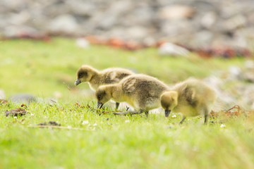 Young Greylag goose chick (Anser anser) close up portrait, Isle of Mull, Scotland, United Kingdom