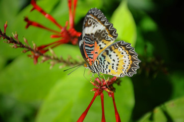 Leopard lacewing butterfly on flower