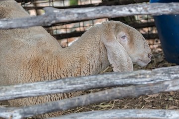 Obraz premium sheep in the box