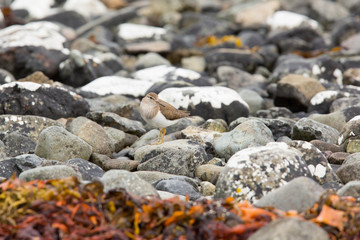 Common sandpiper (Actitis hypoleucos) feeding on rocks on coastal island, Isle of Mull, Scotland, United Kingdom