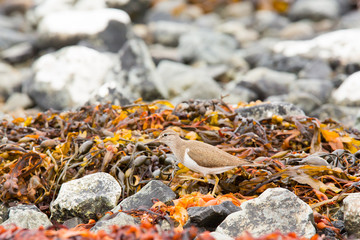 Common sandpiper (Actitis hypoleucos) feeding on rocks on coastal island, Isle of Mull, Scotland, United Kingdom