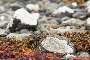 Common sandpiper (Actitis hypoleucos) feeding on rocks on coastal island, Isle of Mull, Scotland, United Kingdom