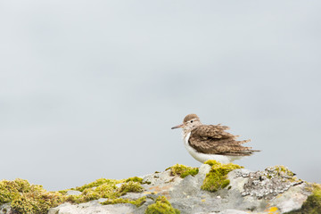 Common sandpiper (Actitis hypoleucos) preening and shaking wings whilst feeding on rocks on coastal island, Isle of Mull, Scotland, United Kingdom