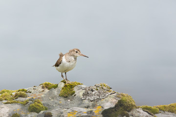 Common sandpiper (Actitis hypoleucos) preening and shaking wings whilst feeding on rocks on coastal island, Isle of Mull, Scotland, United Kingdom