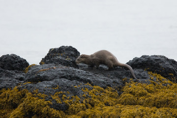 Naklejka premium Male Eurasian otter (Lutra lutra), foraging, Isle of Mull, Scotland, United Kingdom