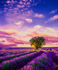 Tree in lavender field at sunset in Provence, France - obrazy, fototapety, plakaty