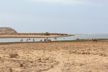 Fototapeta na wymiar Camels at Khor Rori, near Salalah, Dhofar Province, Oman.