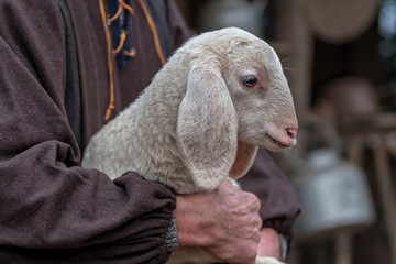 lamb with sheperd