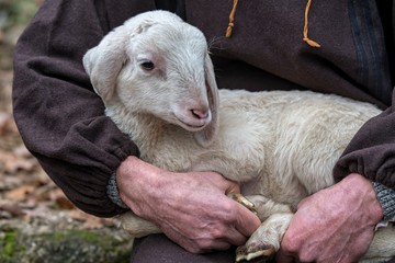 lamb with sheperd