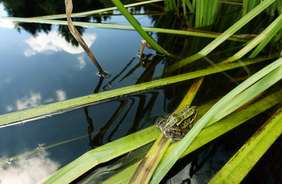 Frosch im Teich
