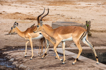 Red Billed Ox pecker sitting on the back on an Impala
