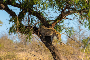 Leopard leaving his tree