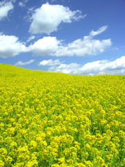 Obraz premium 土手に咲く菜の花風景