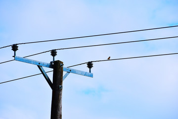 bird on lines