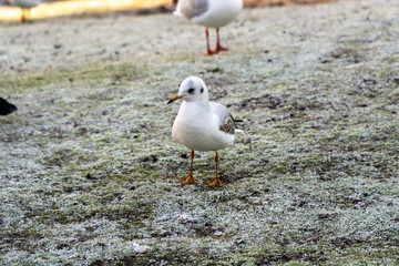 Seagull on grass