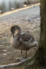 Goose in the park