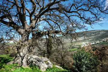 Fototapeta na wymiar Bare tree on mountainous region Crete Greece Europe