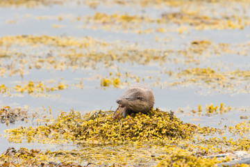 Large Juvenile Eurasian otter (Lutra lutra), fighing and foraging near parent, Isle of Mull, Scotland, United Kingdom