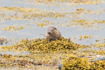 Large Juvenile Eurasian otter (Lutra lutra), fighing and foraging near parent, Isle of Mull, Scotland, United Kingdom