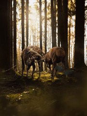 Zwei Hirsche kämpfen im Wald um ihr Revier währen einem Sonnenuntergang