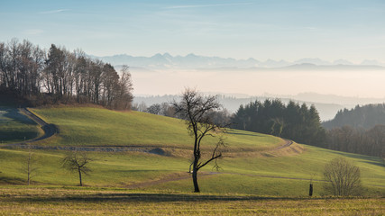 landscape in the southern black forest germany, with a view to the swiss alps