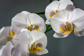 Fototapeta na wymiar Closeup of white phalaenopsis orchid flower Phalaenopsis known as the Moth Orchid or Phal on the grey background. Selective focus.
