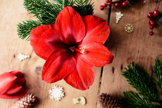 Blühende rote Amaryllis umgeben von weihnachtlicher Dekoration auf Holz