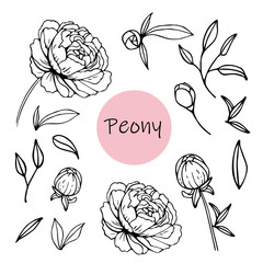 Set of peony flowers © Yana Alisovna