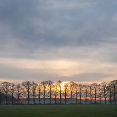 row of oak trees with rising sun and colorful sky in the netherlands