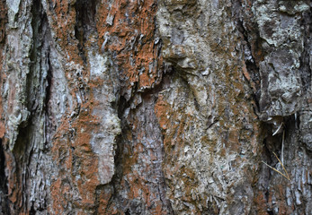 The texture of the tree bark.
