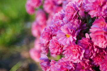 A macro photo of bunch of pink flowers in sunset light with details of flower buds