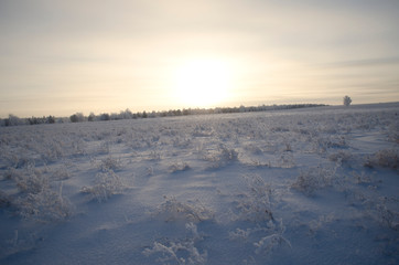 Fototapeta na wymiar winter grass in field, landscape