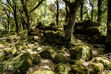 The sun's rays filter through the branches of dense vegetation in the forest with moss-covered boulders