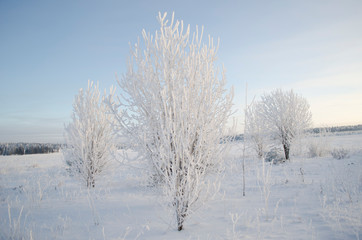 Fototapeta na wymiar Frost on the trees, cold winter morning
