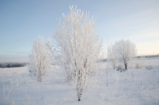 Frost on the trees, cold winter morning