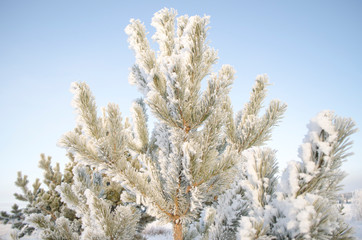 Frost on the trees, cold winter morning