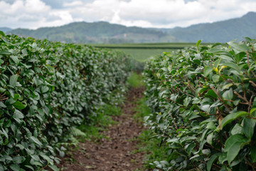 Fototapeta na wymiar Tea growing farm plantations. First person view from pathway between fields rows. Leaves in foreground focus on hills background.