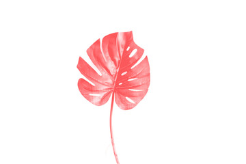 Leaf monstera color coral on white background. Fashionable color. Seasonal trends in color. Toned in coral .